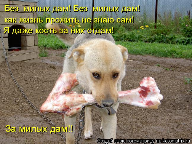 Без милых дам! Без милых дам! как жизнь прожить не знаю сам! Я даже кость за них отдам! За милых да... Котоматрица: Без милых дам! Без милых дам! как жизнь прожить не знаю сам! Я даже кость за них отдам! За милых дам!!