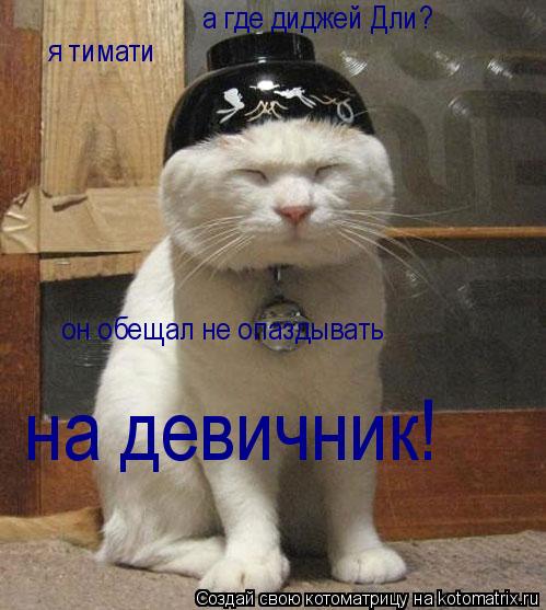 Котоматрица: я тимати а где диджей Дли? он обещал не опаздывать  на девичник!