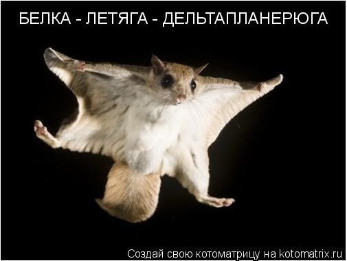 БЕЛКА - ЛЕТЯГА - ДЕЛЬТАПЛАНЕРЮГА... Котоматрица: БЕЛКА - ЛЕТЯГА - ДЕЛЬТАПЛАНЕРЮГА