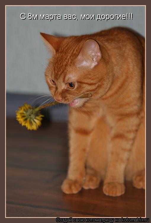 C 8м марта вас, мои дорогие!!!... Котоматрица: C 8м марта вас, мои дорогие!!!