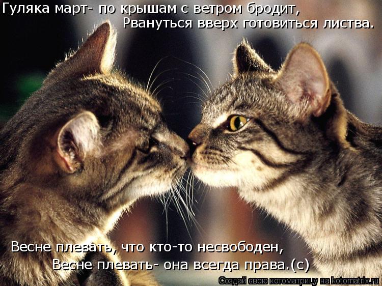 Котоматрица: Гуляка март- по крышам с ветром бродит, Рвануться вверх готовиться листва. Весне плевать- она всегда права.(с) Весне плевать, что кто-то несво