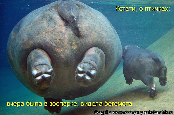 Котоматрица: Кстати, о птичках: вчера была в зоопарке, видела бегемота...