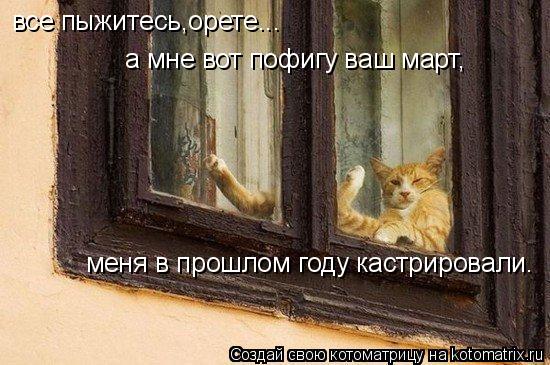 Котоматрица: все пыжитесь,орете... а мне вот пофигу ваш март, меня в прошлом году кастрировали.