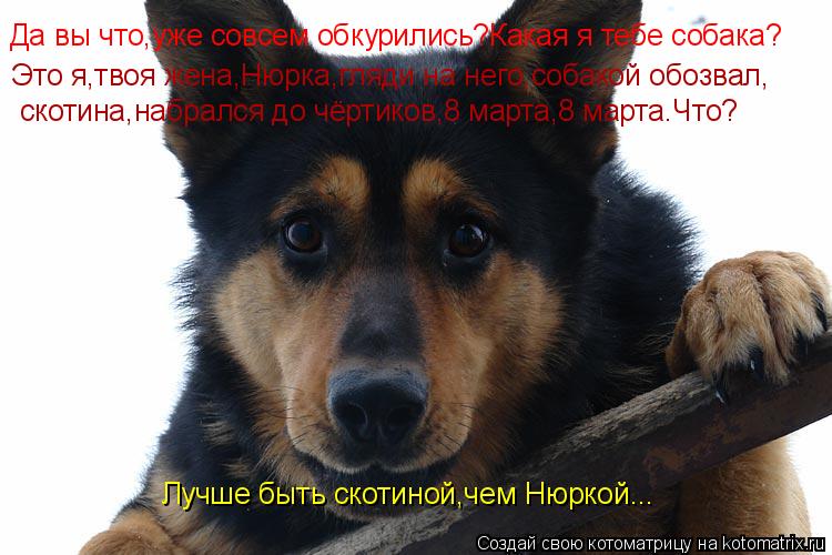Котоматрица: Да вы что,уже совсем обкурились?Какая я тебе собака? Это я,твоя жена,Нюрка,гляди на него,собакой обозвал, скотина,набрался до чёртиков,8 март