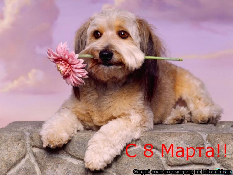 Котоматрица: С 8 Марта!!