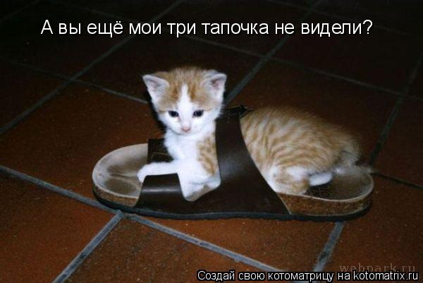 А вы ещё мои три тапочка не видели?... Котоматрица: А вы ещё мои три тапочка не видели?