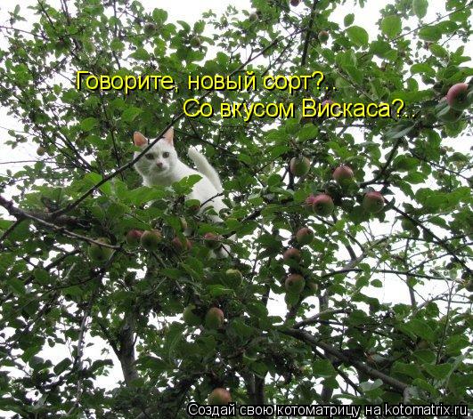 Говорите, новый сорт?.. Со вкусом Вискаса?..... Котоматрица: Говорите, новый сорт?.. Со вкусом Вискаса?..