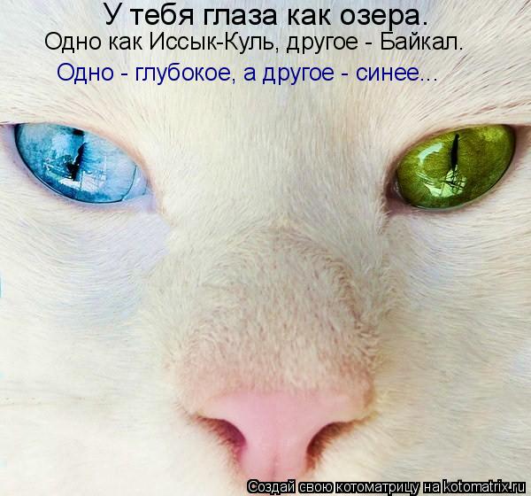Котоматрица: У тебя глаза как озера.  Одно как Иссык-Куль, другое - Байкал.  Одно - глубокое, а другое - синее...
