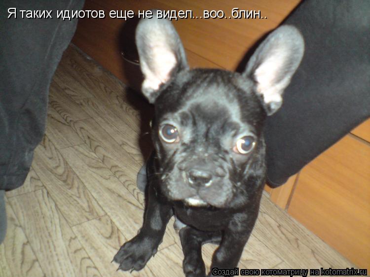 Котоматрица: Я таких идиотов еще не видел...воо..блин..