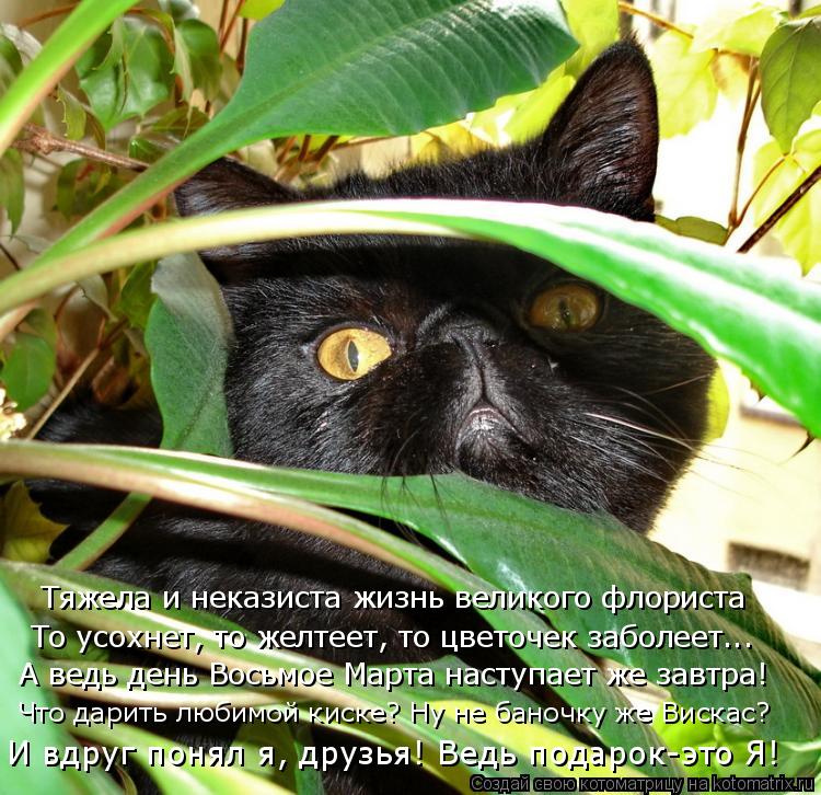 Котоматрица: Тяжела и неказиста жизнь великого флориста То усохнет, то желтеет, то цветочек заболеет... А ведь день Восьмое Марта наступает же завтра! Что