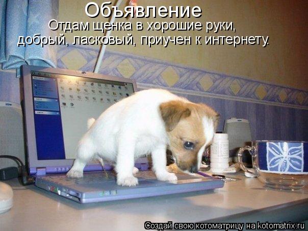 Котоматрица: Объявление Отдам щенка в хорошие руки,  добрый, ласковый, приучен к интернету.