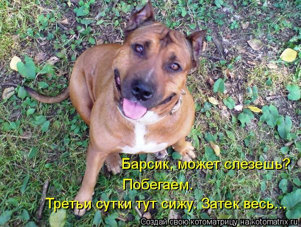 Барсик, может слезешь? Побегаем. Третьи сутки тут сижу. Затек весь...... Котоматрица: Барсик, может слезешь? Побегаем. Третьи сутки тут сижу. Затек весь...