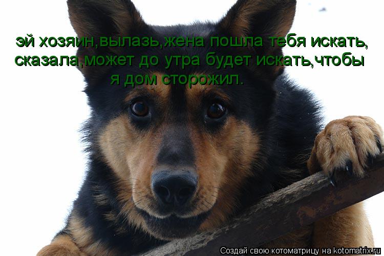 Котоматрица: эй хозяин,вылазь,жена пошла тебя искать, сказала,может до утра будет искать,чтобы я дом сторожил.