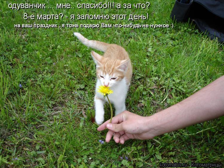 Котоматрица: одуванчик ... мне.. спасибо!!! а за что? 8-е марта? - я запомню этот день!   на ваш праздник , я тоже подарю Вам что-нибудь не нужное :)