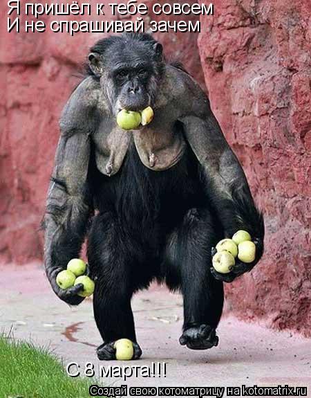 Котоматрица: Я пришёл к тебе совсем И не спрашивай зачем С 8 марта!!!