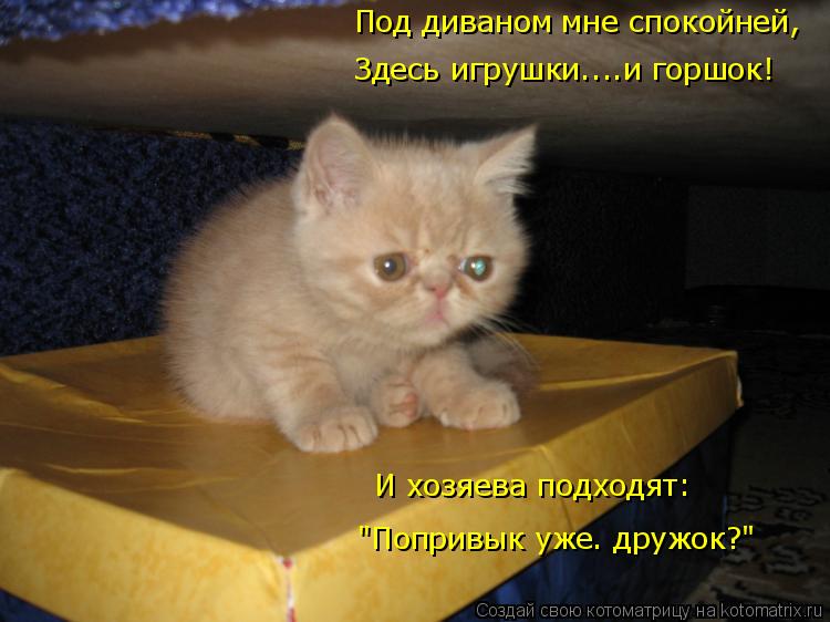 И хозяева подходят: "Попривык уже. дружок?" Под диваном мне спокойней, Здесь игрушки....и горшок!... Котоматрица: И хозяева подходят: "Попривык уже. дружок?" Под диваном мне спокойней, Здесь игрушки....и горшок!