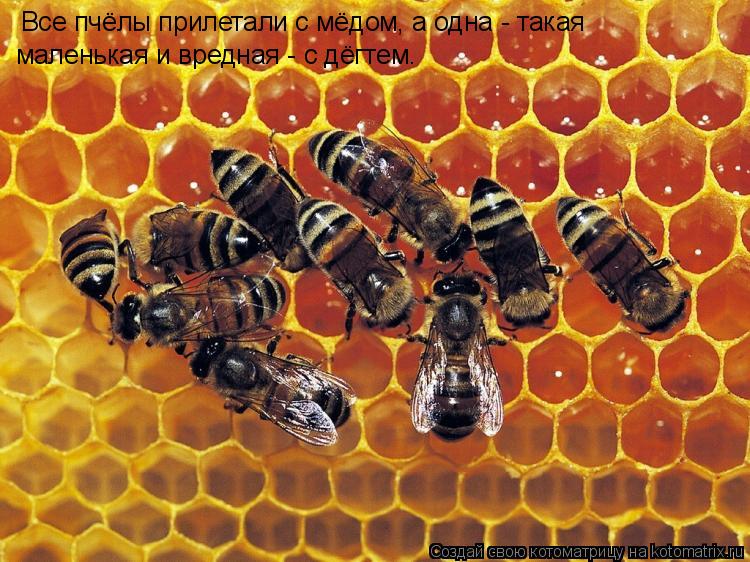 Котоматрица: Все пчёлы прилетали с мёдом, а одна - такая  маленькая и вредная - с дёгтем.