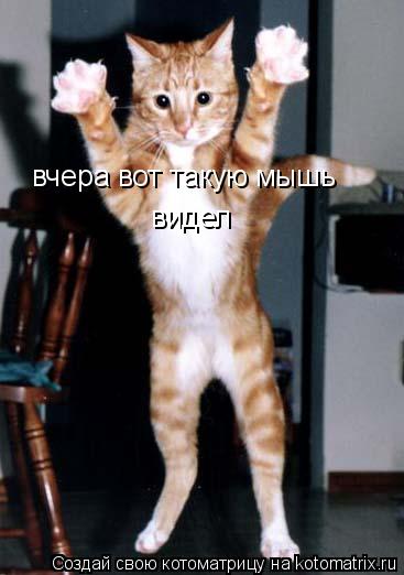 Котоматрица: вчера вот такую мышь видел