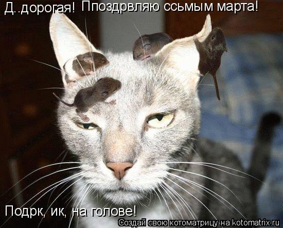 Котоматрица: Д..дорогая! Ппоздрвляю ссьмым марта! Подрк, ик, на голове!