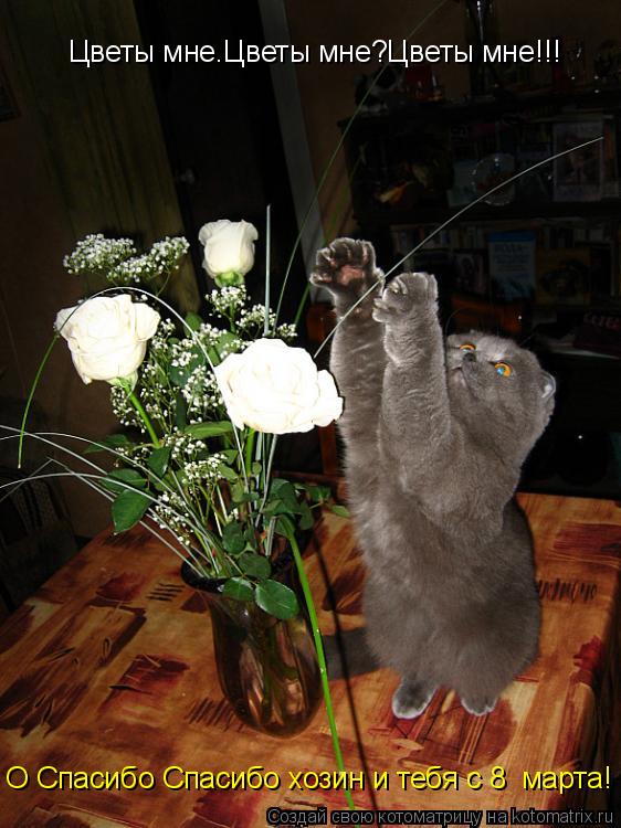 Котоматрица: Цветы мне.Цветы мне?Цветы мне!!! О Спасибо Спасибо хозин и тебя с 8  марта!