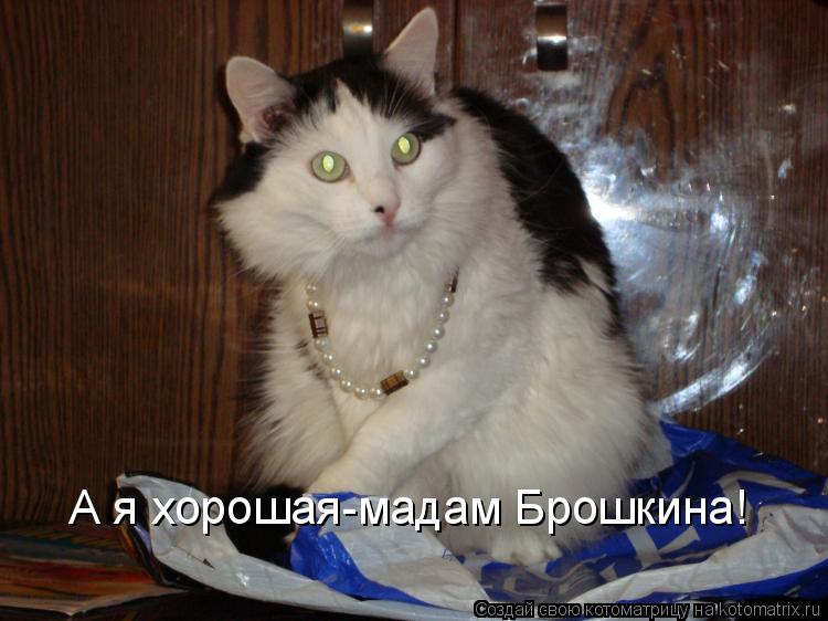 Котоматрица: А я хорошая-мадам Брошкина!