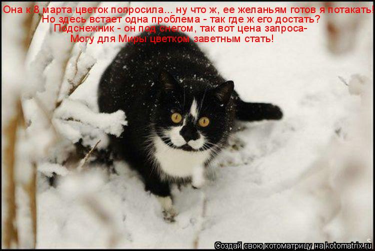 Котоматрица: Она к 8 марта цветок попросила... ну что ж, ее желаньям готов я потакать! Но здесь встает одна проблема - так где ж его достать? Подснежник - он п