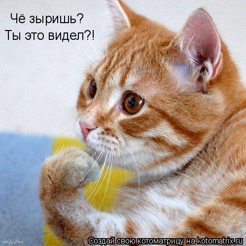 Котоматрица: Чё зыришь? Ты это видел?!