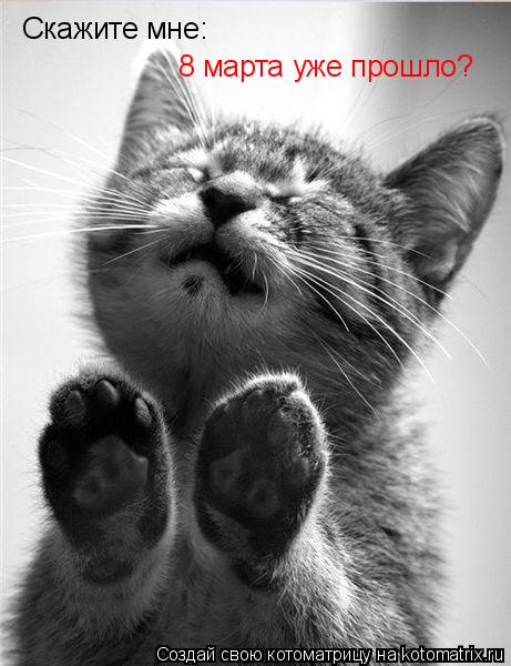 Котоматрица: Скажите мне: 8 марта уже прошло?