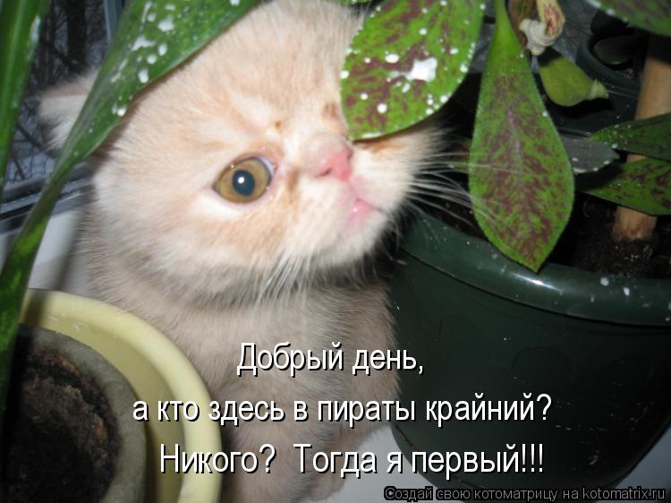 Котоматрица: Никого?  Тогда я первый!!! а кто здесь в пираты крайний? Добрый день,