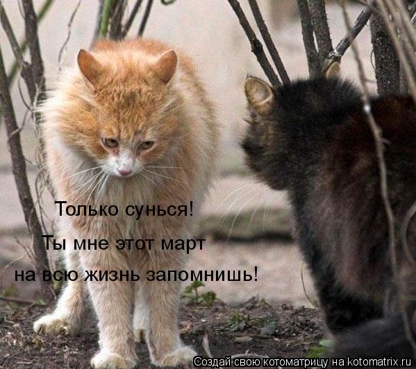 Котоматрица: Только сунься! Ты мне этот март  на всю жизнь запомнишь!