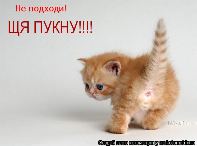 Котоматрица: Не подходи! ЩЯ ПУКНУ!!!!