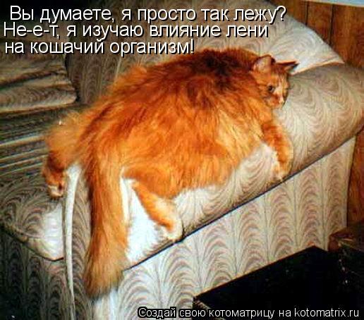 Вы думаете, я просто так лежу? Не-е-т, я изучаю влияние лени на кошачий организм!... Котоматрица: Вы думаете, я просто так лежу? Не-е-т, я изучаю влияние лени на кошачий организм!