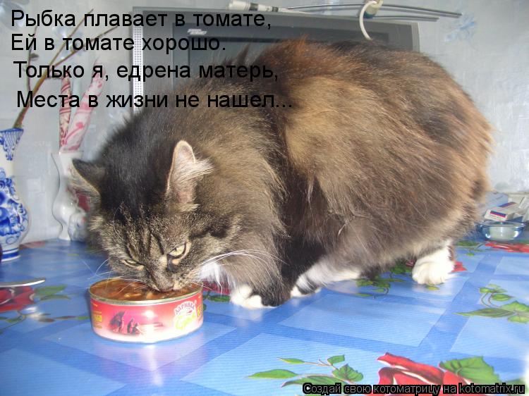 Рыбка плавает в томате, Ей в томате хорошо. Только я, едрена матерь, Места в жизни не нашел...... Котоматрица: Рыбка плавает в томате, Ей в томате хорошо. Только я, едрена матерь, Места в жизни не нашел...