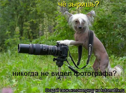 Котоматрица: чё зыришь?  никогда не видел фотографа?