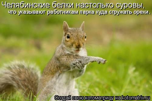 Челябинские белки настолько суровы, что указывают работникам парка куда сгружать орехи.... Котоматрица: Челябинские белки настолько суровы, что указывают работникам парка куда сгружать орехи.