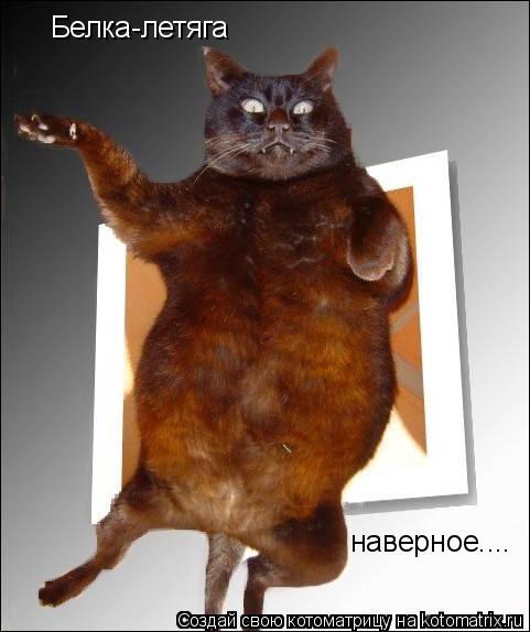 Белка-летяга наверное....... Котоматрица: Белка-летяга наверное....