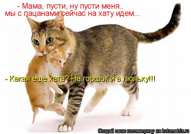 Котоматрица: - Мама, пусти, ну пусти меня.. мы с пацанами сейчас на хату идем...  - Какая еще хата? На горшок и в люльку!!!