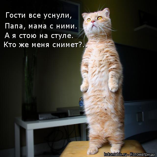 Гости все уснули, Папа, мама с ними. А я стою на стуле… Кто же меня снимет?..... Котоматрица: Гости все уснули, Папа, мама с ними. А я стою на стуле… Кто же меня снимет?..