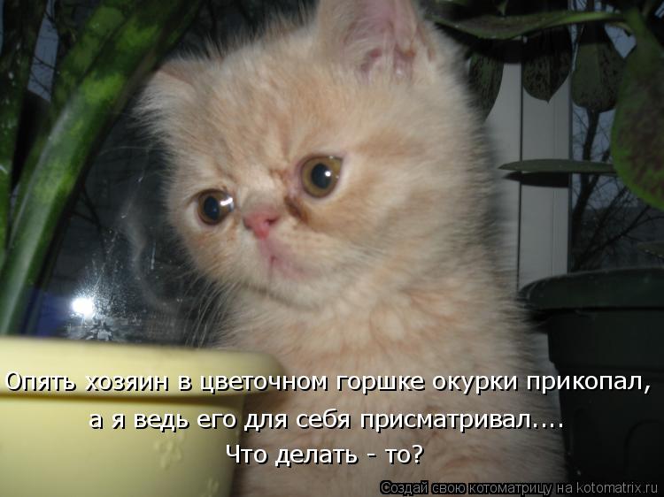 Опять хозяин в цветочном горшке окурки прикопал, а я ведь его для себя присматривал.... Что делать - ... Котоматрица: Опять хозяин в цветочном горшке окурки прикопал, а я ведь его для себя присматривал.... Что делать - то?