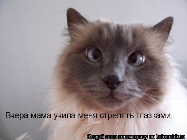 Вчера мама учила меня стрелять глазками...... Котоматрица: Вчера мама учила меня стрелять глазками...
