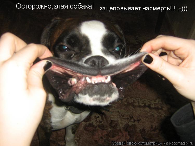 Котоматрица: Осторожно,злая собака! зацеловывает насмерть!!! ;-)))