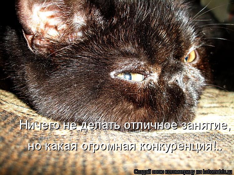 Ничего не делать отличное занятие, но какая огромная конкуренция!..... Котоматрица: Ничего не делать отличное занятие, но какая огромная конкуренция!..