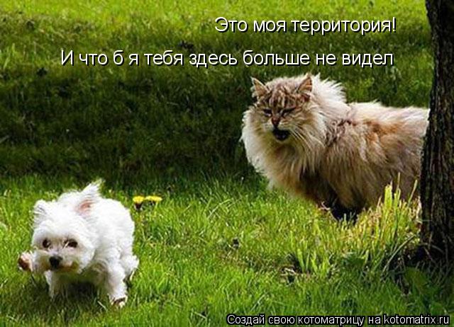 Котоматрица: Это моя территория! И что б я тебя здесь больше не видел