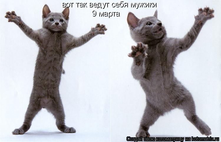 Котоматрица: вот так ведут себя мужики 9 марта