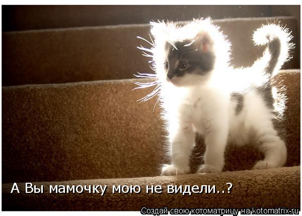 Котоматрица: А Вы мамочку мою не видели..?