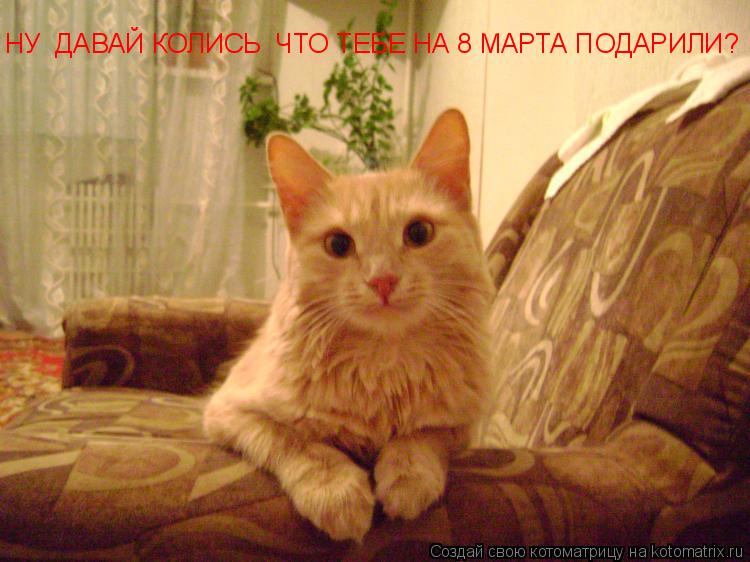 НУ ДАВАЙ КОЛИСЬ ЧТО ТЕБЕ НА 8 МАРТА ПОДАРИЛИ?... Котоматрица: НУ ДАВАЙ КОЛИСЬ ЧТО ТЕБЕ НА 8 МАРТА ПОДАРИЛИ?