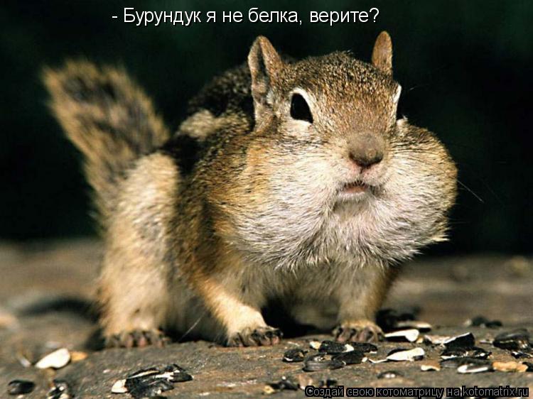 - Бурундук я не белка, верите?... Котоматрица: - Бурундук я не белка, верите?