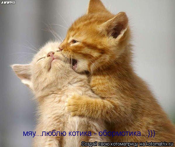 мяу...люблю котика - обормотика...)))... Котоматрица: мяу...люблю котика - обормотика...)))