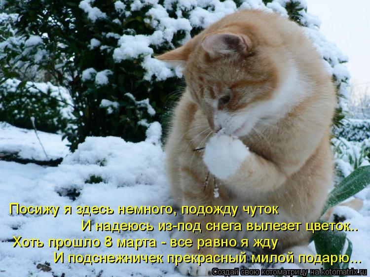 Котоматрица: Посижу я здесь немного, подожду чуток И надеюсь из-под снега вылезет цветок.. Хоть прошло 8 марта - все равно я жду И подснежничек прекрасный 