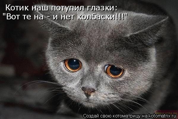 Котик наш потупил глазки: "Вот те на - и нет колбаски!!!"... Котоматрица: Котик наш потупил глазки: "Вот те на - и нет колбаски!!!"
